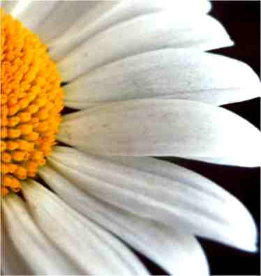 Foto # 19810705.1203