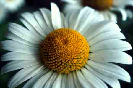 Foto # 19810705.1203