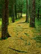 Stereofoto # 19811103.142101